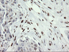 MAFB Antibody in Immunohistochemistry (Paraffin) (IHC (P))