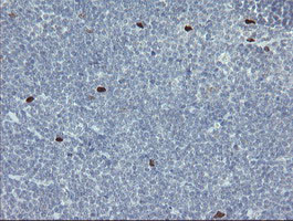 MAFB Antibody in Immunohistochemistry (Paraffin) (IHC (P))