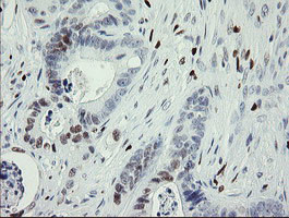 MAFB Antibody in Immunohistochemistry (Paraffin) (IHC (P))