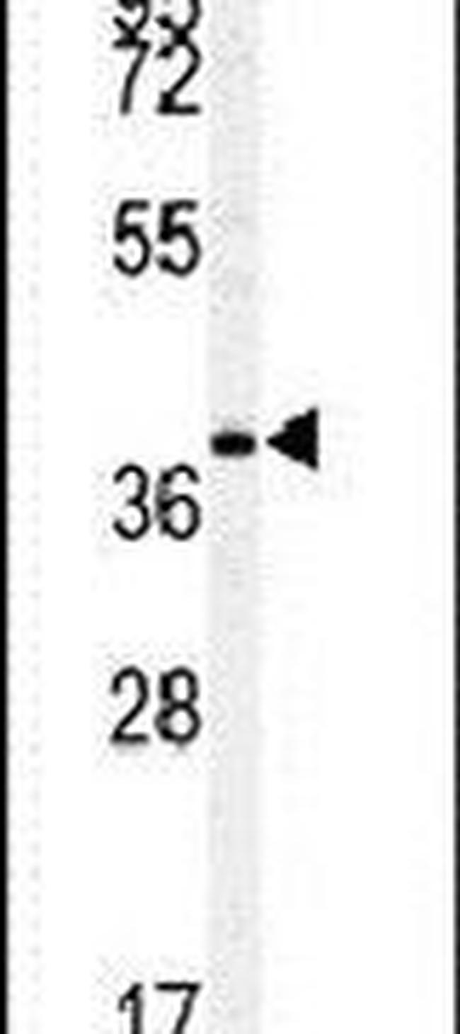 c-MAF Antibody in Western Blot (WB)