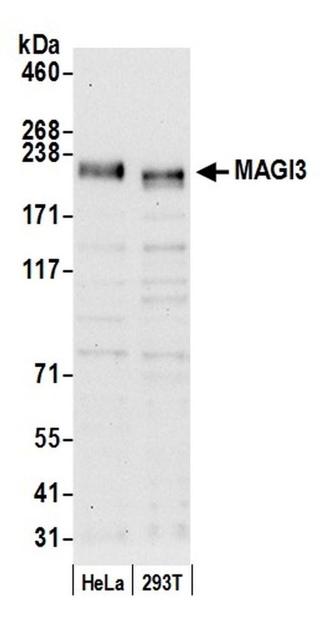 MAGI3 Antibody in Western Blot (WB)