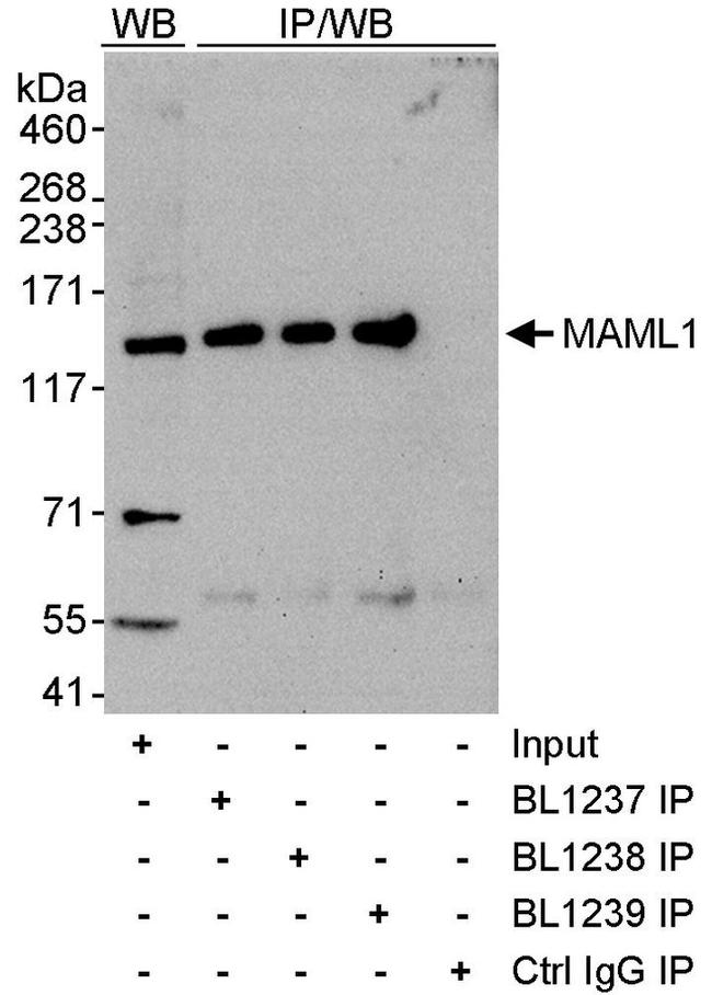 MAML1 Antibody in Western Blot (WB)