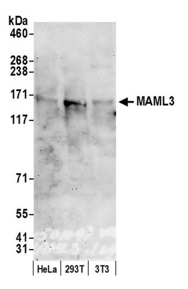 MAML3 Antibody in Western Blot (WB)