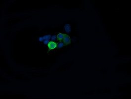 MAP2K1 Antibody in Immunocytochemistry (ICC/IF)