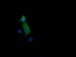 MAP2K1 Antibody in Immunocytochemistry (ICC/IF)