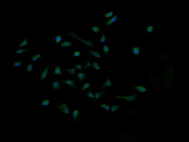 MAP2K1 Antibody in Immunocytochemistry (ICC/IF)