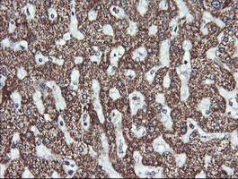 MAP2K2 Antibody in Immunohistochemistry (Paraffin) (IHC (P))