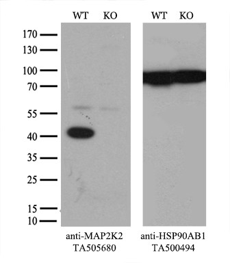 MAP2K2 Antibody