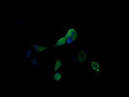 MAP2K3 Antibody in Immunocytochemistry (ICC/IF)