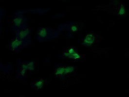 MAP2K3 Antibody in Immunocytochemistry (ICC/IF)