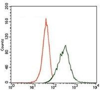 MAP2 Antibody in Flow Cytometry (Flow)