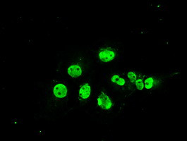 MAPK1 Antibody in Immunocytochemistry (ICC/IF)