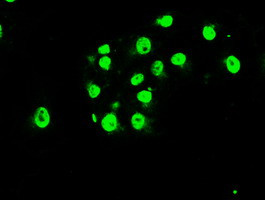 MAPK1 Antibody in Immunocytochemistry (ICC/IF)