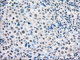 MAPK1 Antibody in Immunohistochemistry (Paraffin) (IHC (P))