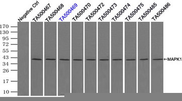 MAPK1 Antibody in Immunoprecipitation (IP)