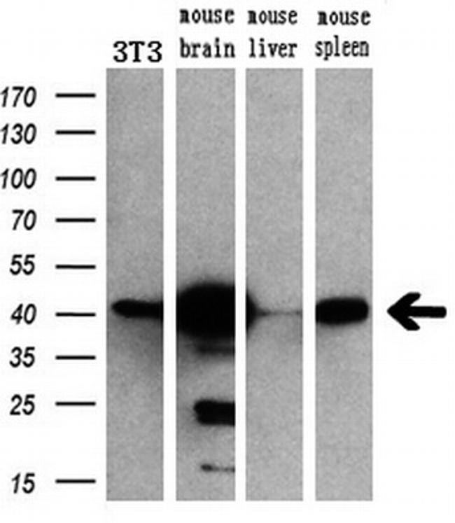 MAPK1 Antibody in Western Blot (WB)