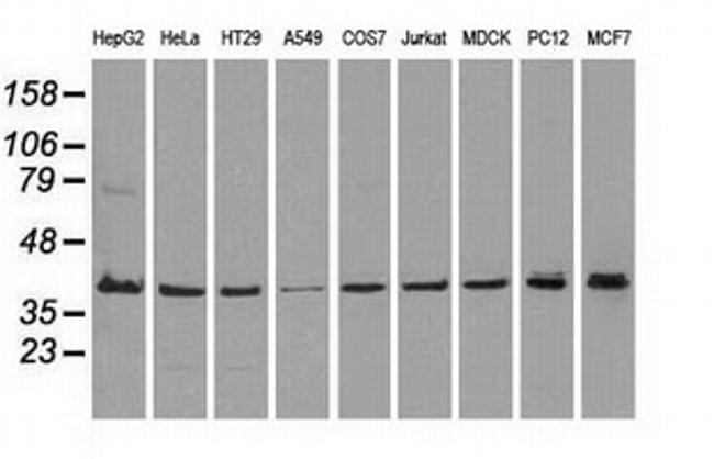 MAPK1 Antibody in Western Blot (WB)