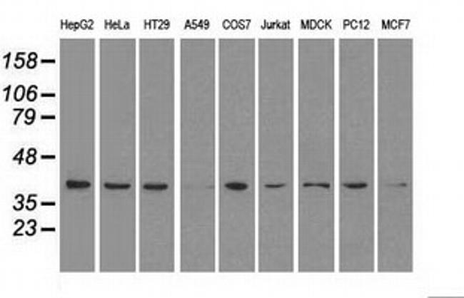 MAPK1 Antibody in Western Blot (WB)