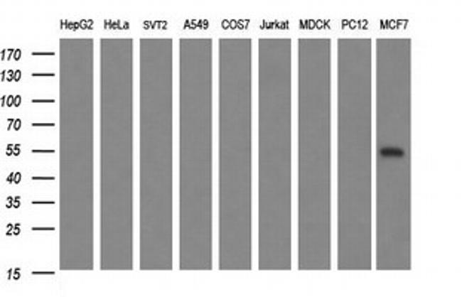 MAPK13 Antibody in Western Blot (WB)