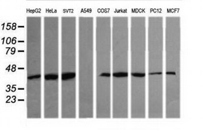 MAPK13 Antibody in Western Blot (WB)