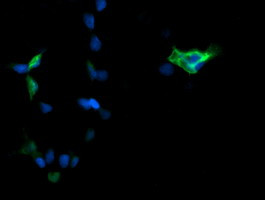 MAPK3 Antibody in Immunocytochemistry (ICC/IF)