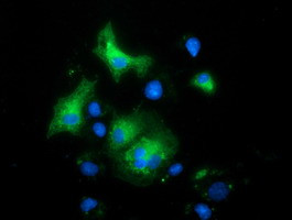 MAPK7 Antibody in Immunocytochemistry (ICC/IF)