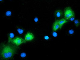 MAPK7 Antibody in Immunocytochemistry (ICC/IF)