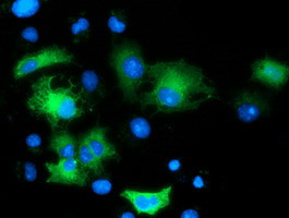 MAPK7 Antibody in Immunocytochemistry (ICC/IF)