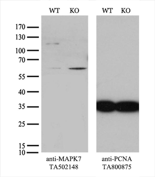 MAPK7 Antibody in Western Blot (WB)