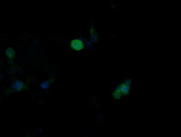 MAPK9 Antibody in Immunocytochemistry (ICC/IF)