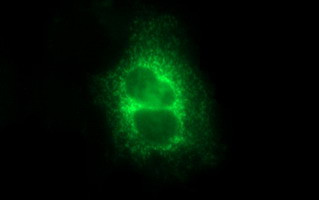 MBL2 Antibody in Immunocytochemistry (ICC/IF)