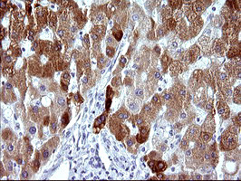 MBL2 Antibody in Immunohistochemistry (Paraffin) (IHC (P))