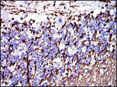 MBP Antibody in Immunohistochemistry (Paraffin) (IHC (P))