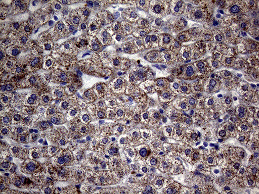 MCEE Antibody in Immunohistochemistry (Paraffin) (IHC (P))