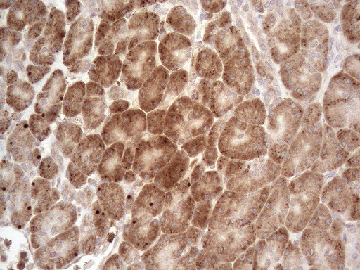 MCEE Antibody in Immunohistochemistry (Paraffin) (IHC (P))