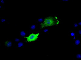 MCL1 Antibody in Immunocytochemistry (ICC/IF)