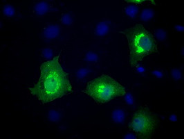 MCL1 Antibody in Immunocytochemistry (ICC/IF)