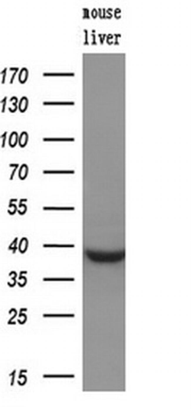 MCL1 Antibody in Western Blot (WB)