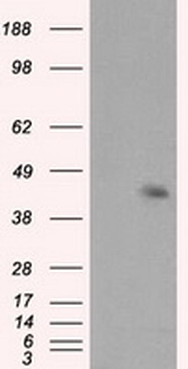 MCL1 Antibody in Western Blot (WB)