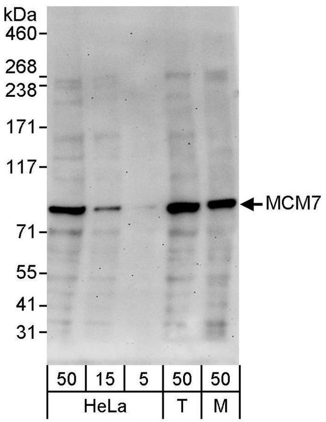 MCM7 Antibody in Western Blot (WB)