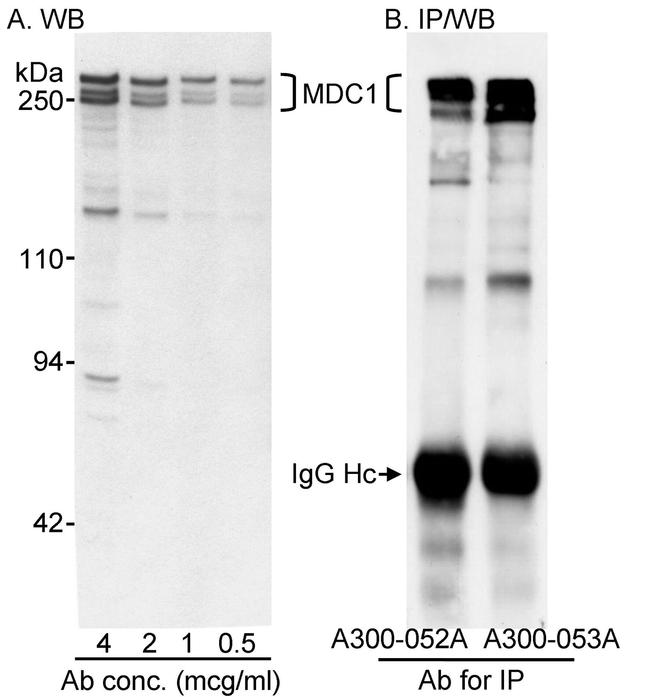 MDC1 Antibody in Western Blot (WB)