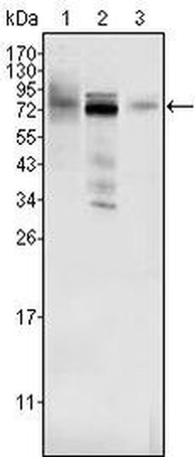 MDMX Antibody in Western Blot (WB)