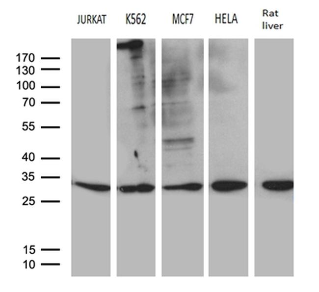 MED19 Antibody in Western Blot (WB)