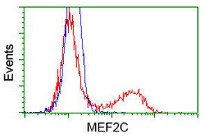 MEF2C Antibody in Flow Cytometry (Flow)