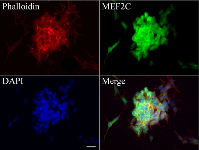 MEF2C Antibody in Immunocytochemistry (ICC/IF)