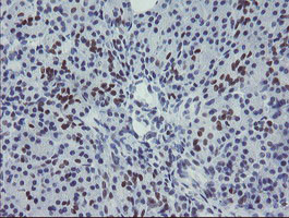 MEIS3 Antibody in Immunohistochemistry (Paraffin) (IHC (P))