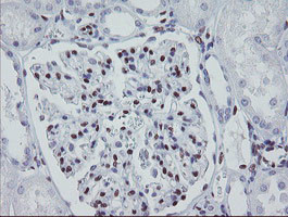 MEIS3 Antibody in Immunohistochemistry (Paraffin) (IHC (P))