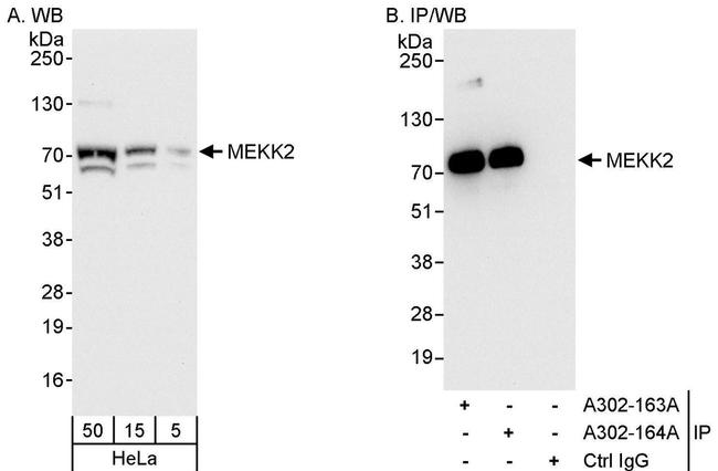 MEKK2 Antibody in Western Blot (WB)