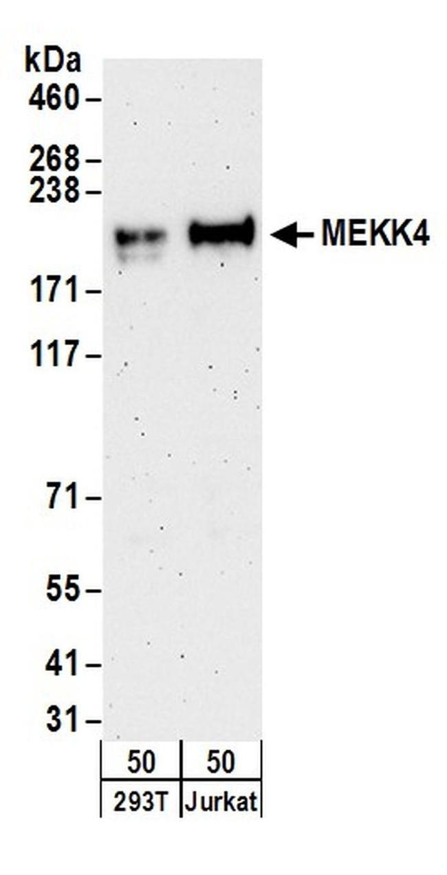 MEKK4 Antibody in Western Blot (WB)