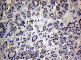 MFN1 Antibody in Immunohistochemistry (Paraffin) (IHC (P))